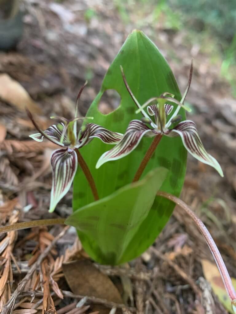Fetid adder's tongue blossoms by Harriot Manley
