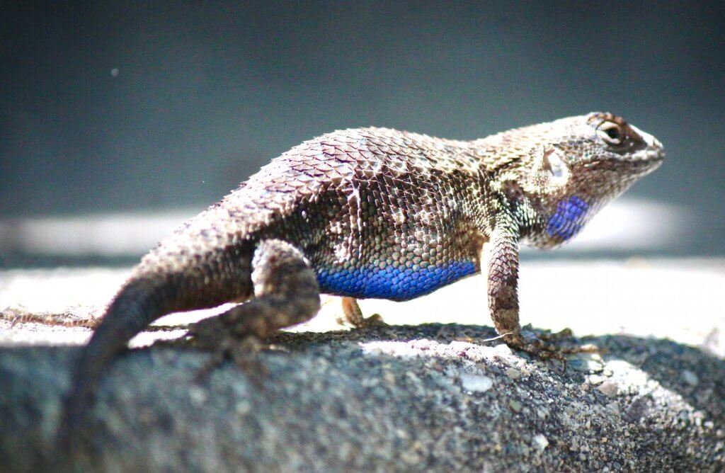 Western fence lizard by Harriot Manley