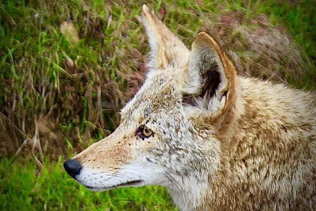 Coyote by Harriot Manley