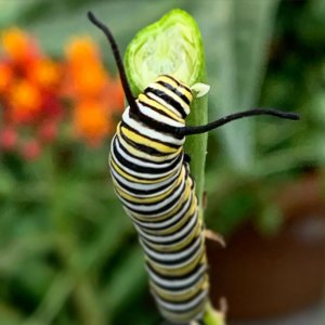 Western monarch caterpillar by Harriot Manley
