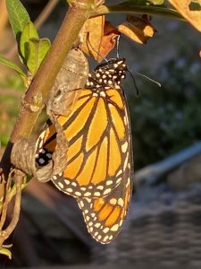 Monarch butterfly by Harriot Manley