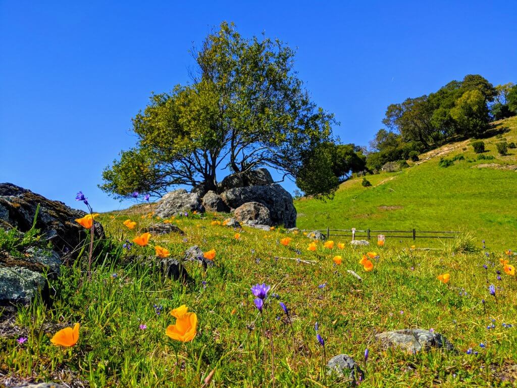 California poppies in spring at start of Turtle Back Nature Trail by Sheila Coll