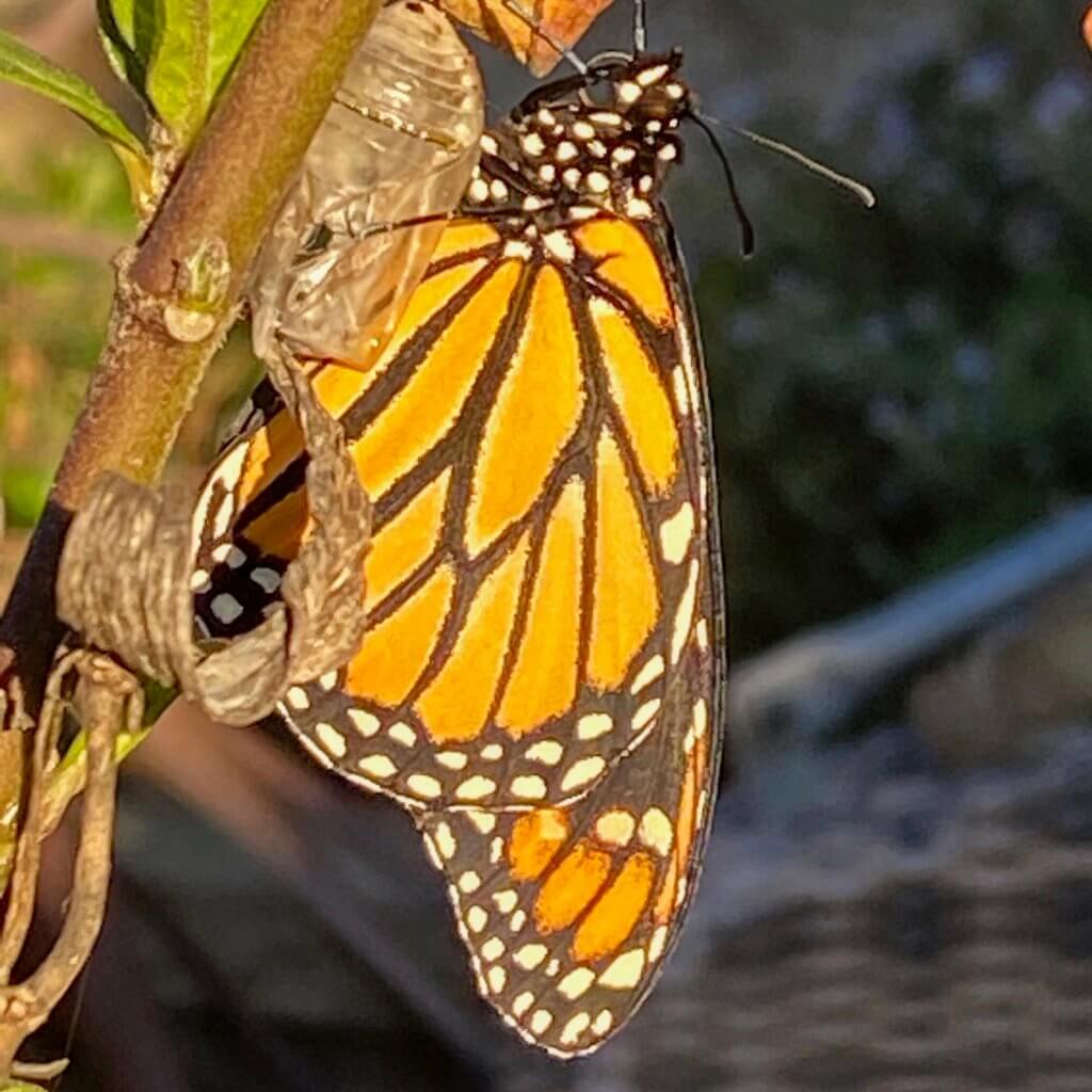 Monarch butterfly by Harriot Manley