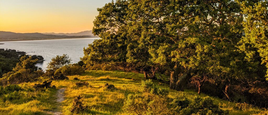 Oaks and hillside view of San Pablo Bay at dusk by Harriot Manley