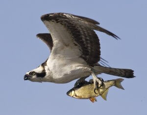 Osprey carrying trout by David Brown/McCauley Library