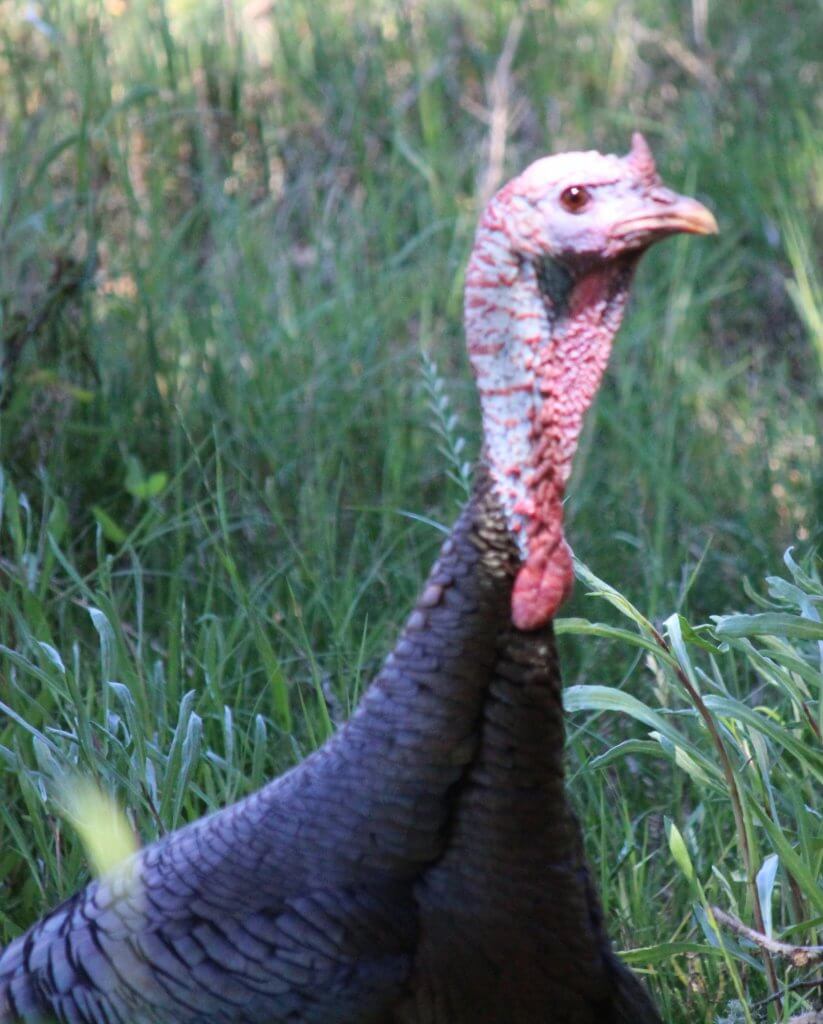 Tom turkey at China Camp State Park by Harriot Manley