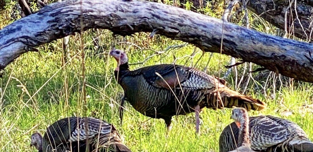 Tom turkey at China Camp State Park by Harriot Manley