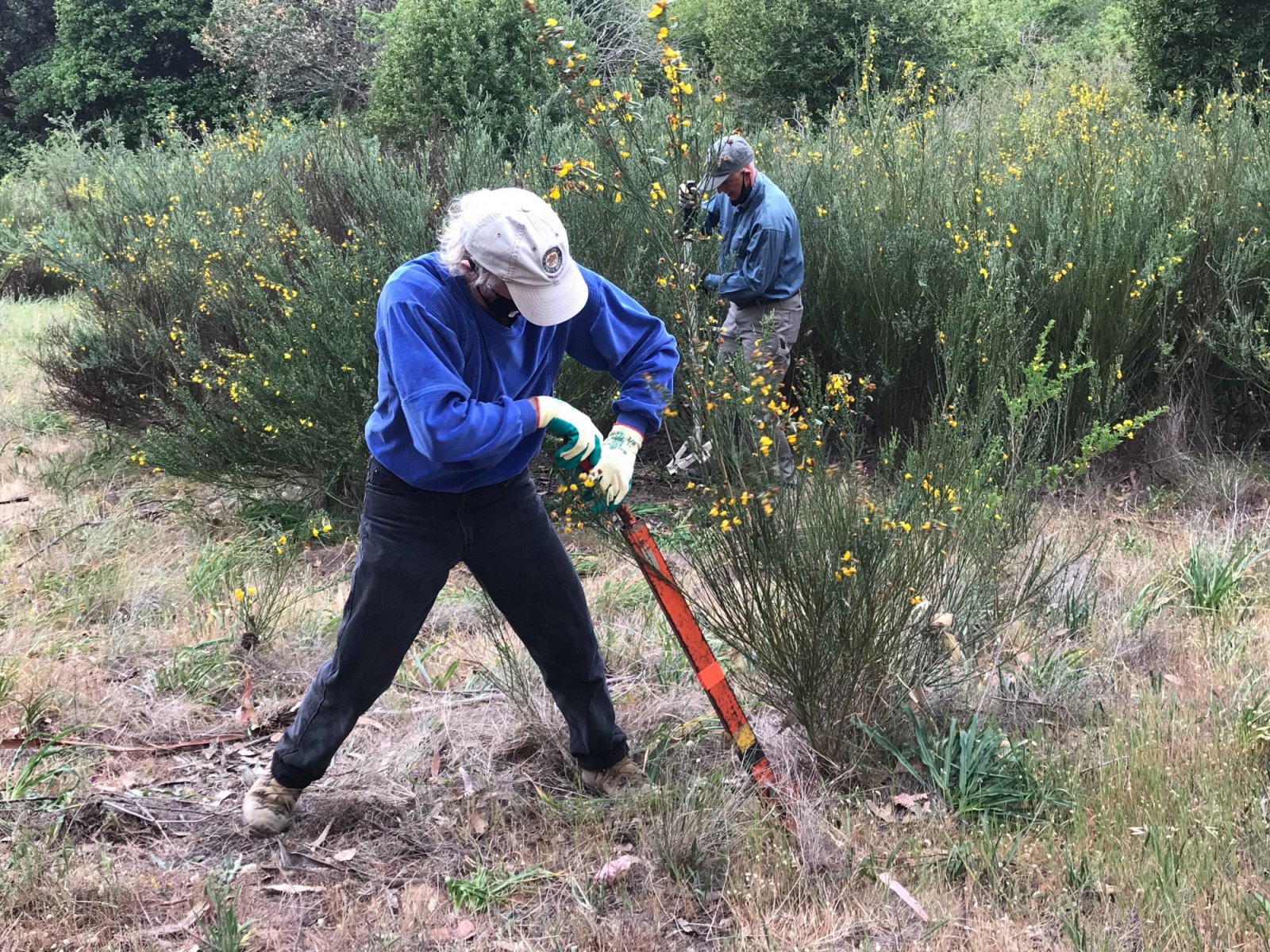 French Broom Removal Volunteer Event Friends of China Camp