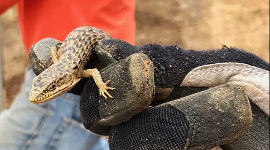 Alligator lizard discovered at China Camp.