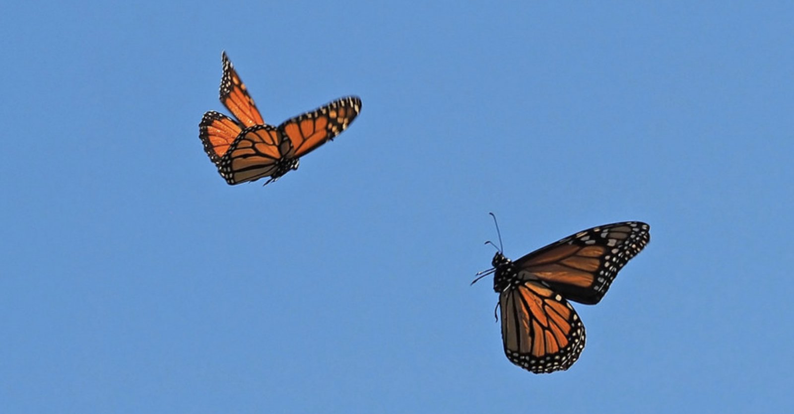 Monarch butterflies are in trouble; Here's how you can help