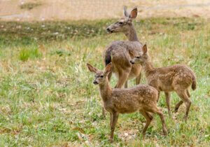 Black-tailed deer fawns and mother courtesy of National Park Service