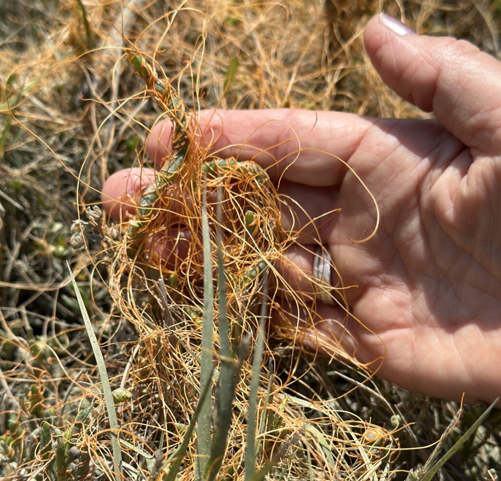 Orange strands of parasitic saltmarsh dodder twist and wind their way across pickleweed plants.
