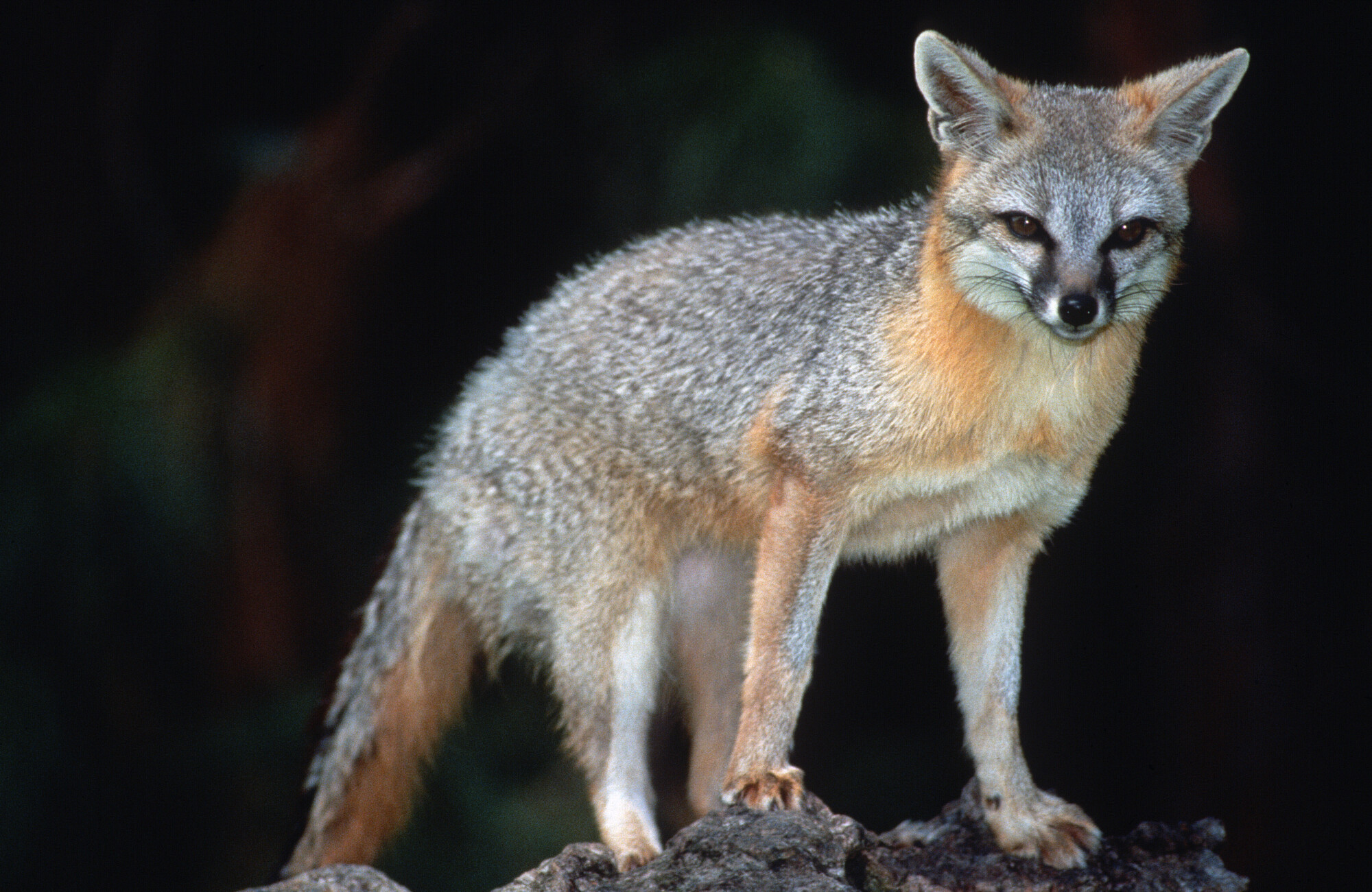 ケ*ト様 フォクシー Foxey グレースウール オードリー サイズ40 アイボ Five foxy facts to test your wildlife smarts – Friends of China Camp